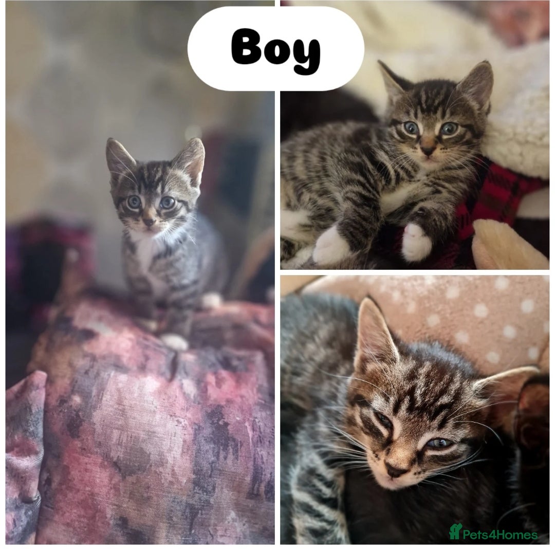 Mixed Breed cats for sale: Beautiful 6 mixed-breed kittens!  - Image 6