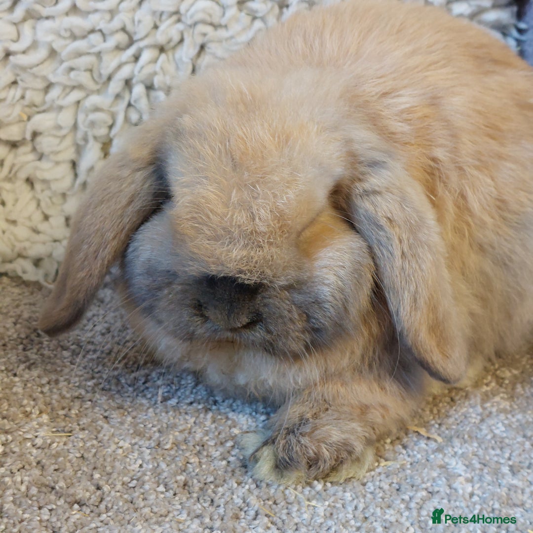 Mini Lop rabbits for sale:  11 weeks old  Pure bred Minilop baby - Advert 2