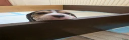 Beagle dogs for sale: Beautiful Beagle Puppies Looking For A Loving Home - Advert 9