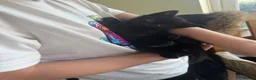 Mixed Breed cats for sale: Kittens  in Frinton-on-Sea - Advert 11