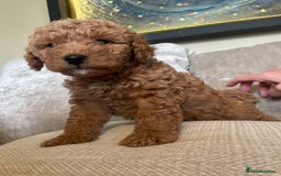 Cavapoo dogs for sale: F1b Cavapoos - Image 17