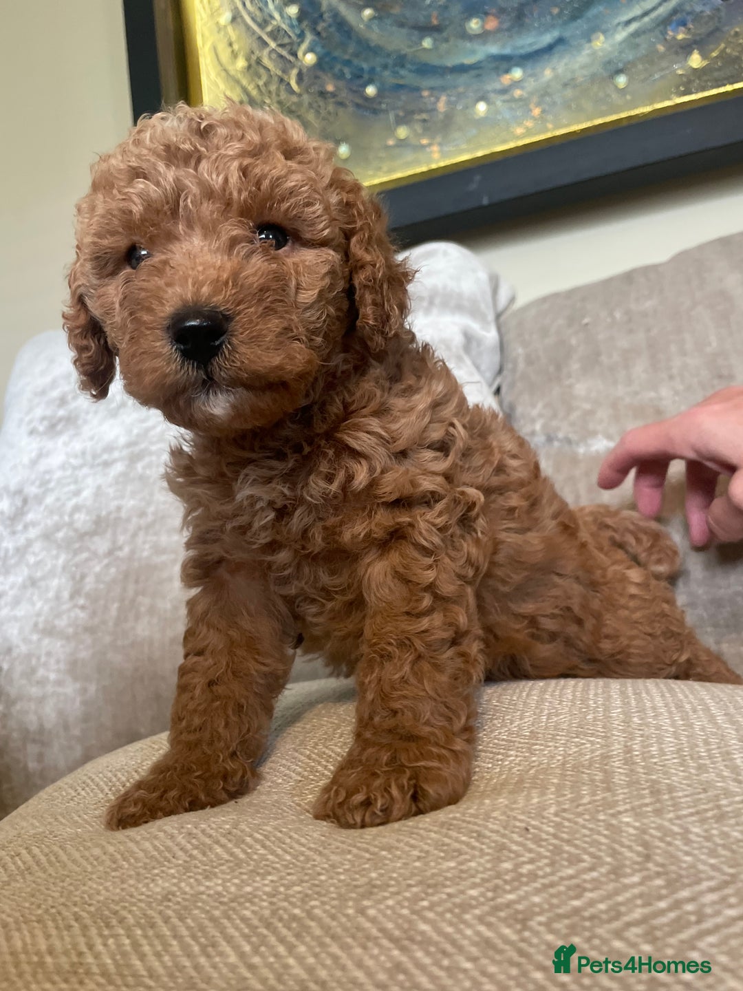 Cavapoo dogs for sale: F1b Cavapoos - Image 17