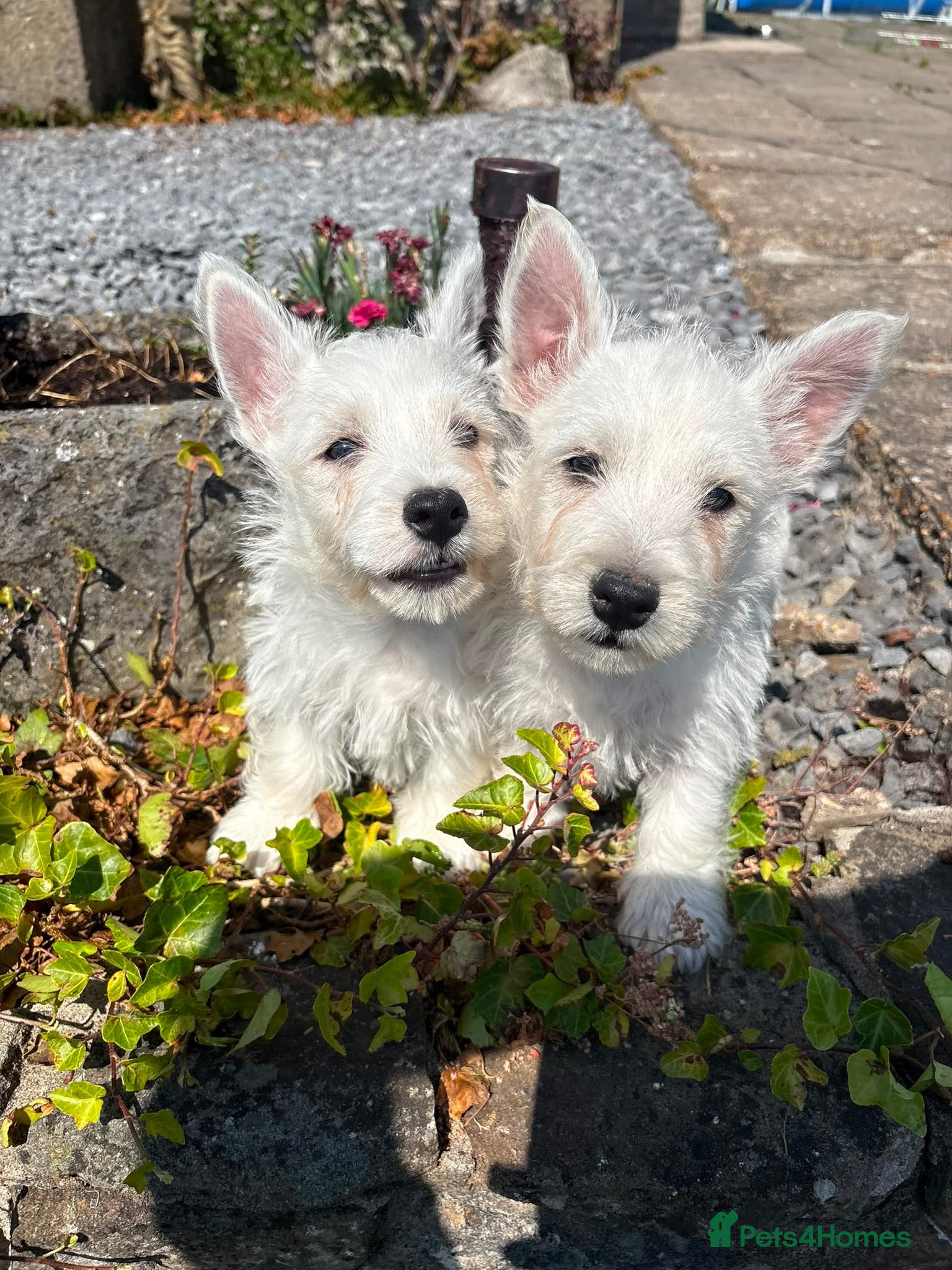 West Highland Terrier dogs Gorgeous West Highland Terrier Puppies - Advert 1