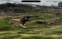 Belgian Shepherd Dog dogs for sale: Working line malinois - Image 6