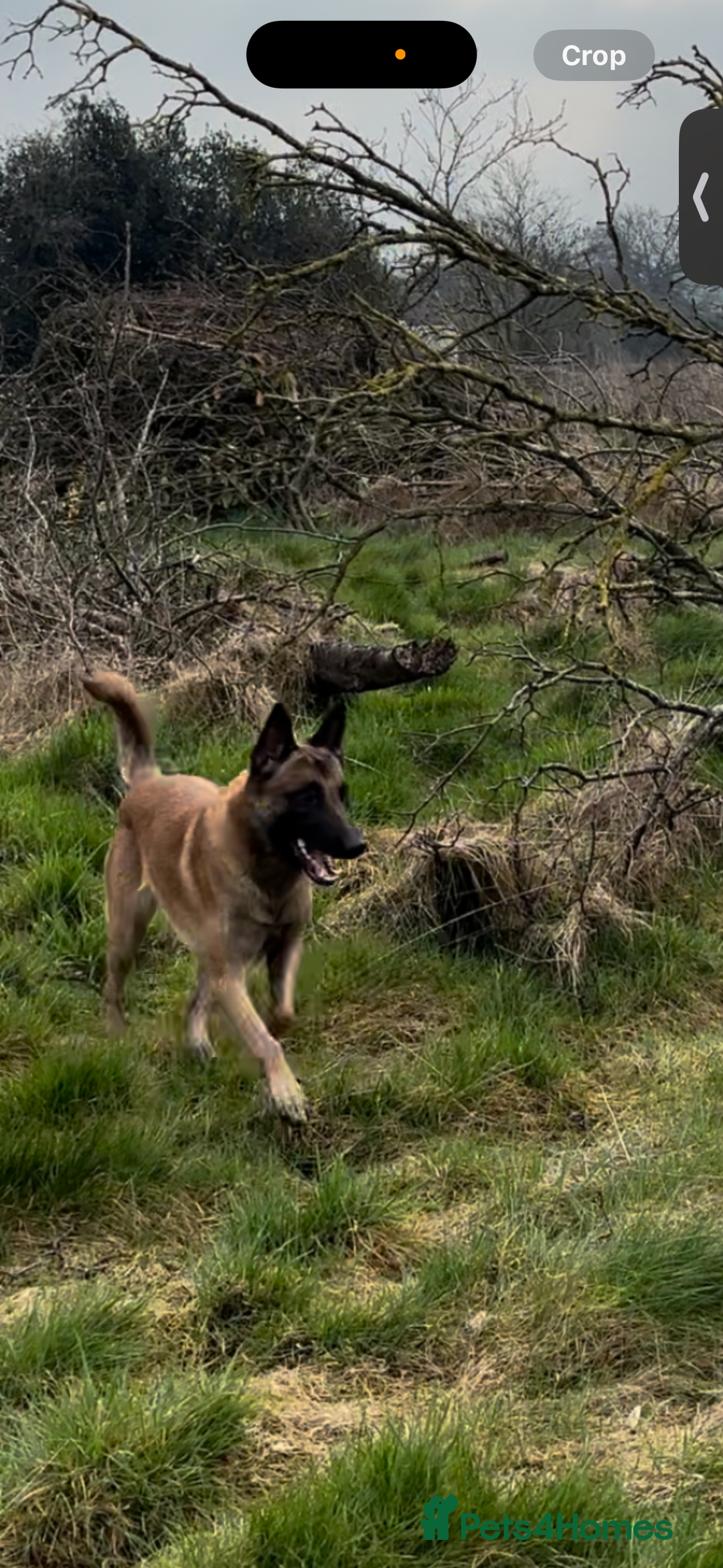 Belgian Shepherd Dog dogs for sale: Working line malinois - Image 6