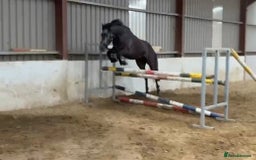 Connemara horses for sale: Stunning Connemara gelding - Image 1