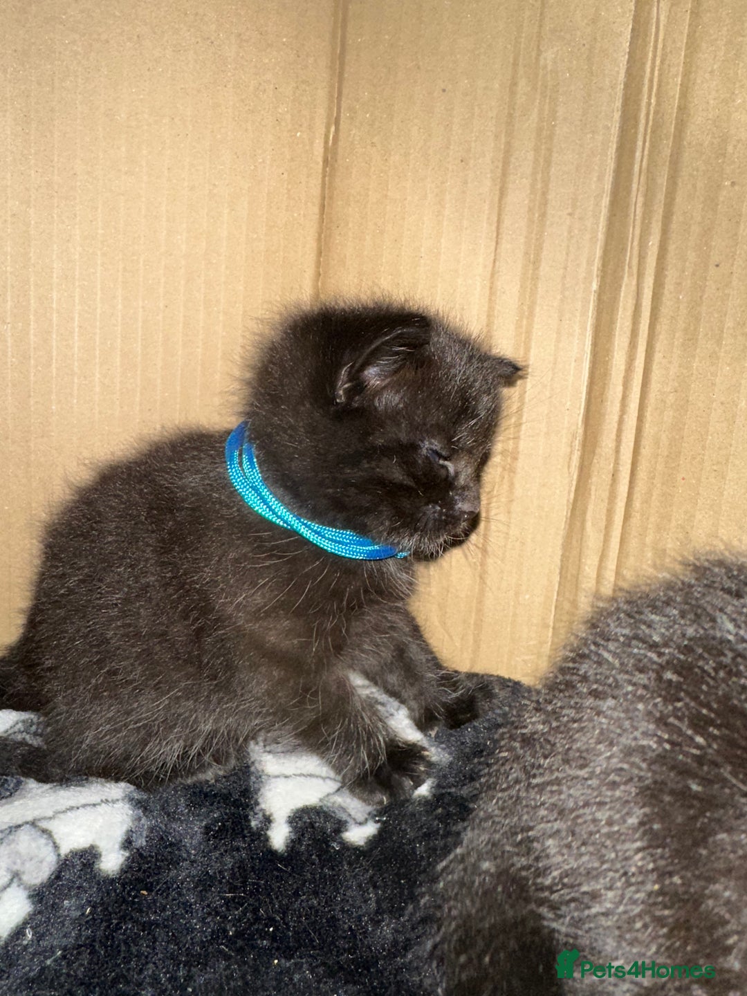 Maine Coon cats for sale: Maine Coon Kittens  - Advert 5