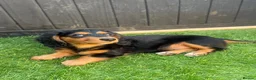 Miniature Dachshund dogs for sale: Quality LH KC mini dachshund 1 boy!!!! REDUCED !! - Advert 4