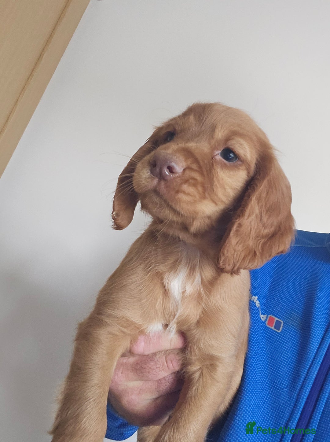 Cocker Spaniel dogs for sale: Health tested working cocker spaniels  - Image 6