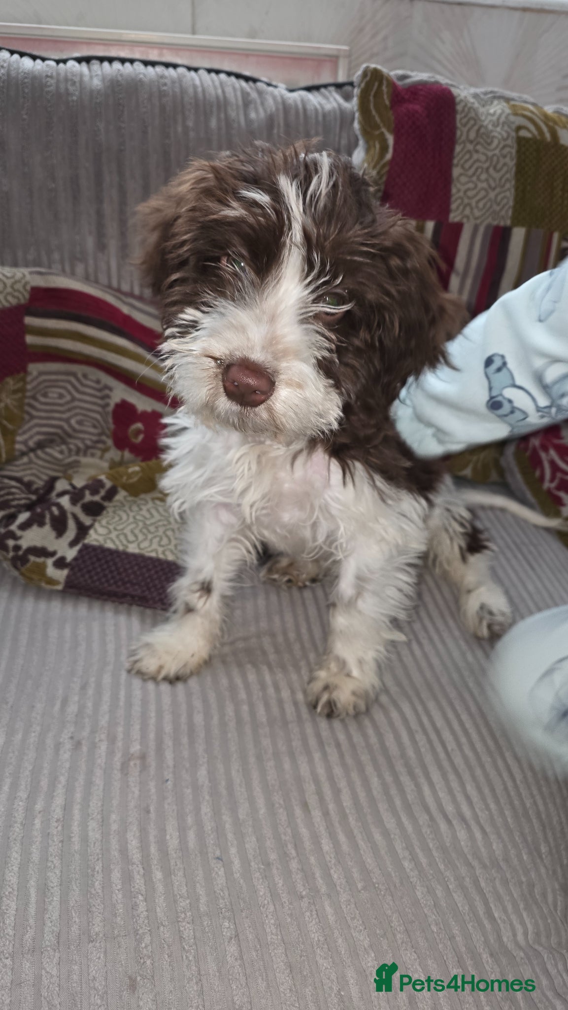 Cockapoo dogs Male Cockapoo Puppy - Advert 1