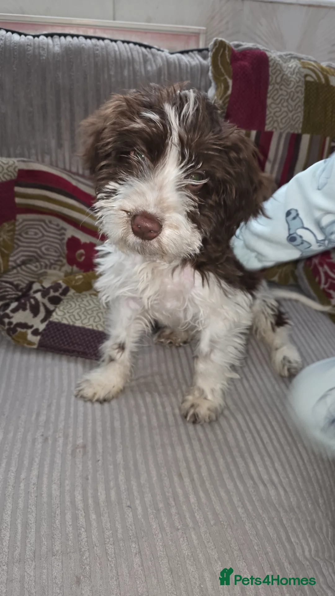 Cockapoo dogs for sale: Male Cockapoo Puppy - Advert 1