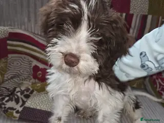 Cockapoo dogs Male Cockapoo Puppy - Advert 1