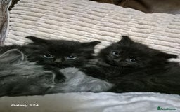 Ragdoll cats for sale: Ragdoll kittens  - Image 27