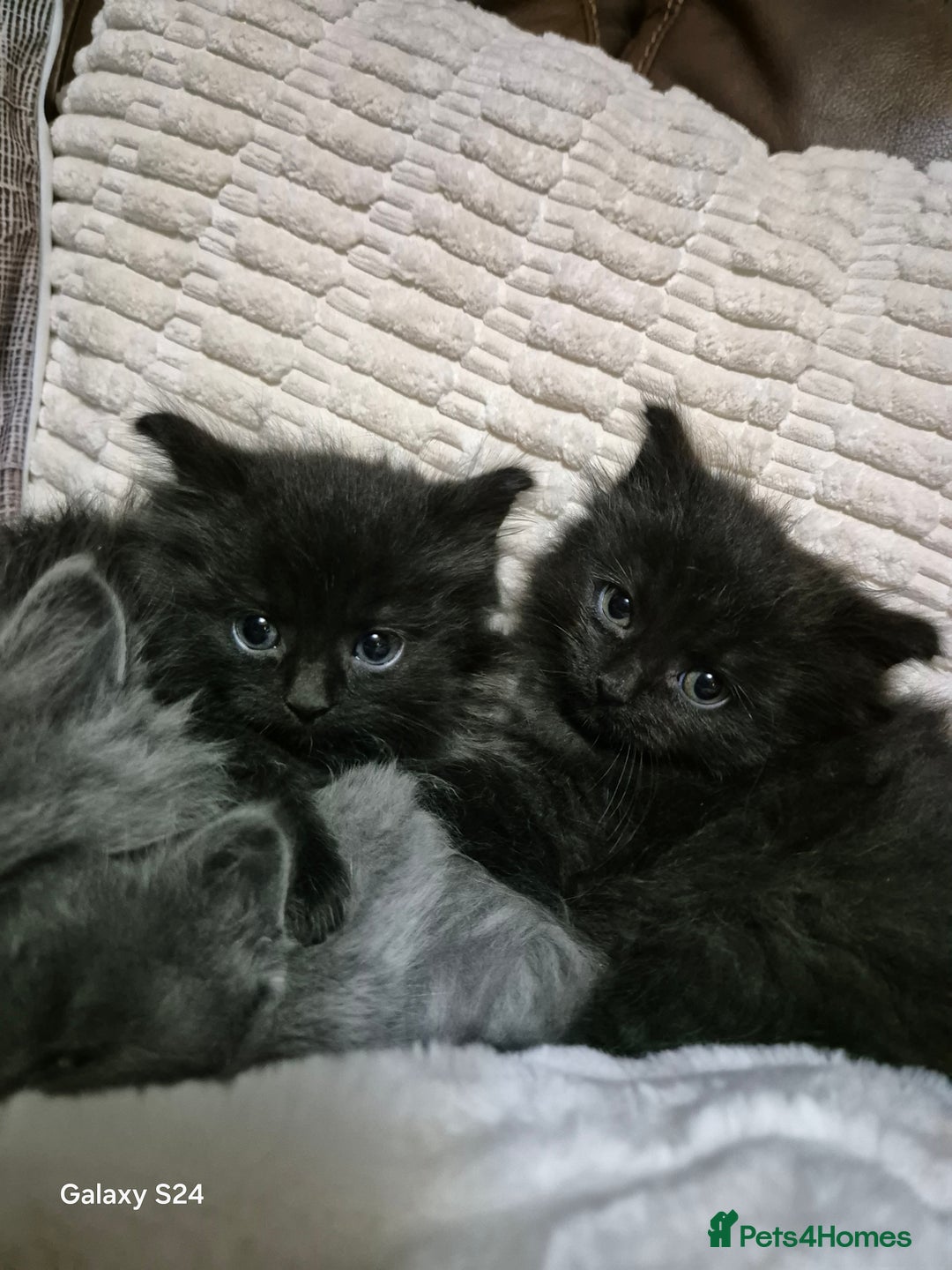 Ragdoll cats for sale: Ragdoll kittens  - Image 27