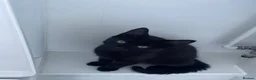 Mixed Breed cats for sale: 8 months old black kitten  in Blackwood - Advert 7