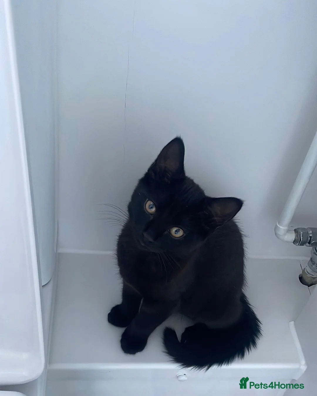 Mixed Breed cats for sale: 8 months old black kitten  in Blackwood - Advert 7