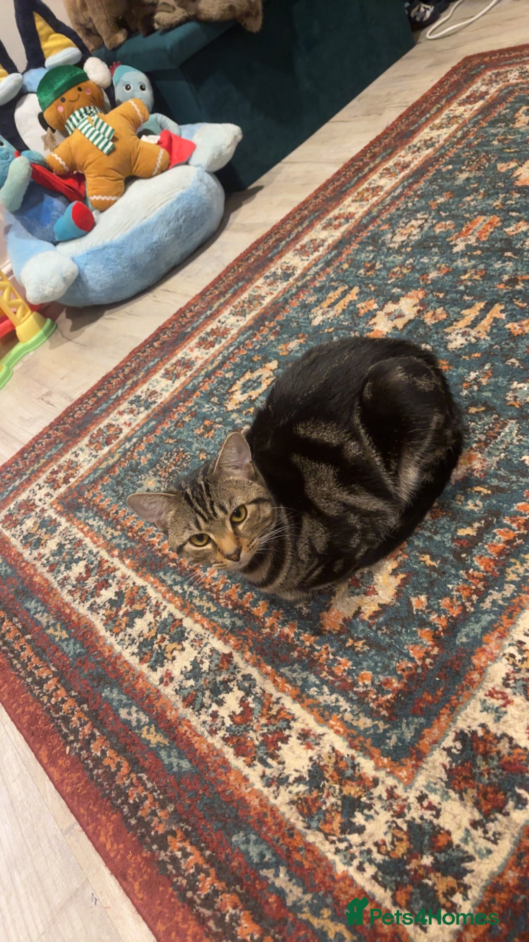 Mixed Breed cats for sale: Tigger  - Advert 9