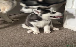 Siberian Husky dogs for sale: Adorable Husky Puppies  - Image 17