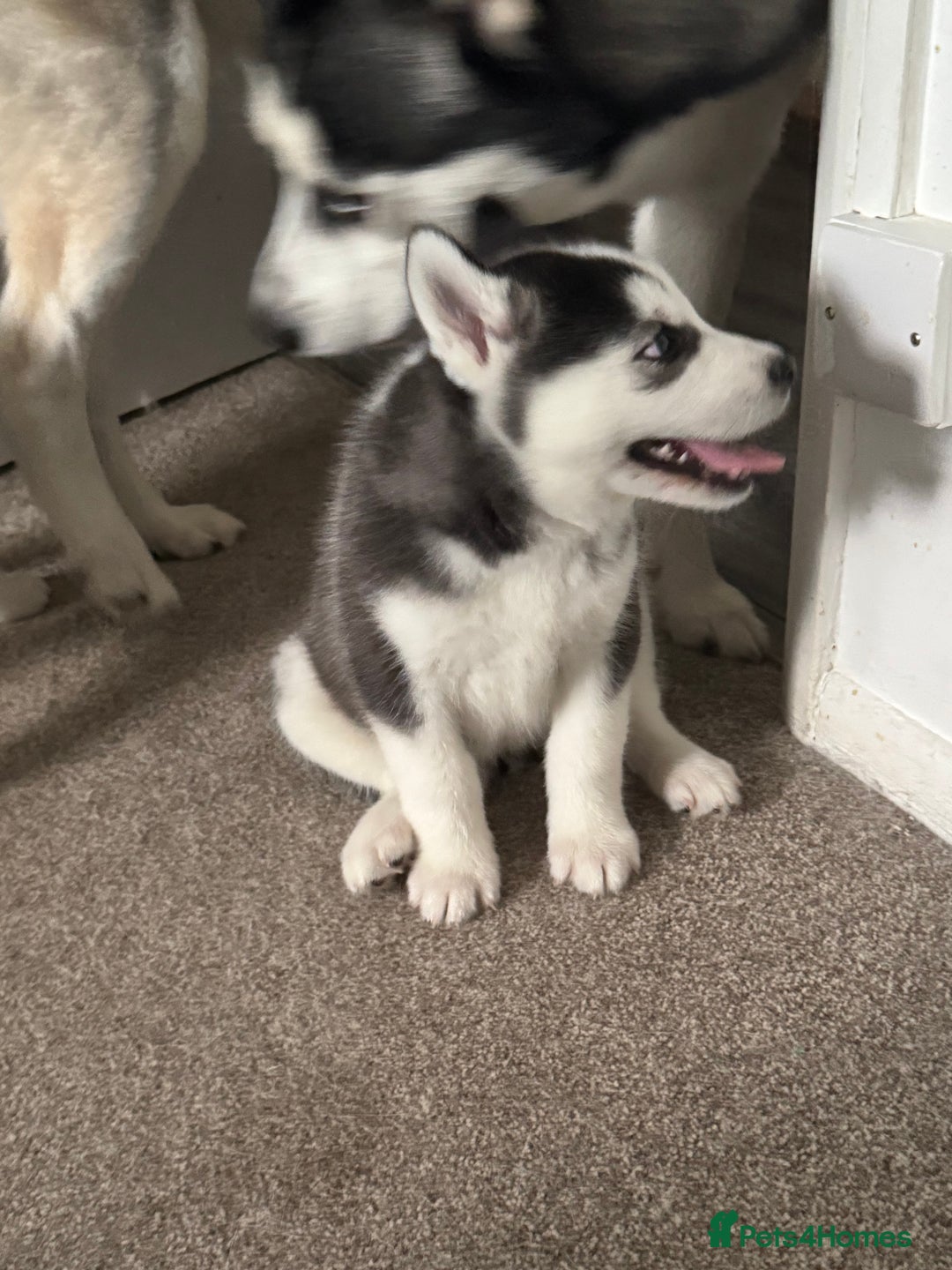 Siberian Husky dogs for sale: Adorable Husky Puppies  - Image 17