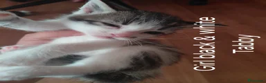 British Shorthair 5