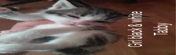 British Shorthair cats for sale: Black white/sliver with tabby markings kittens  - Advert 3