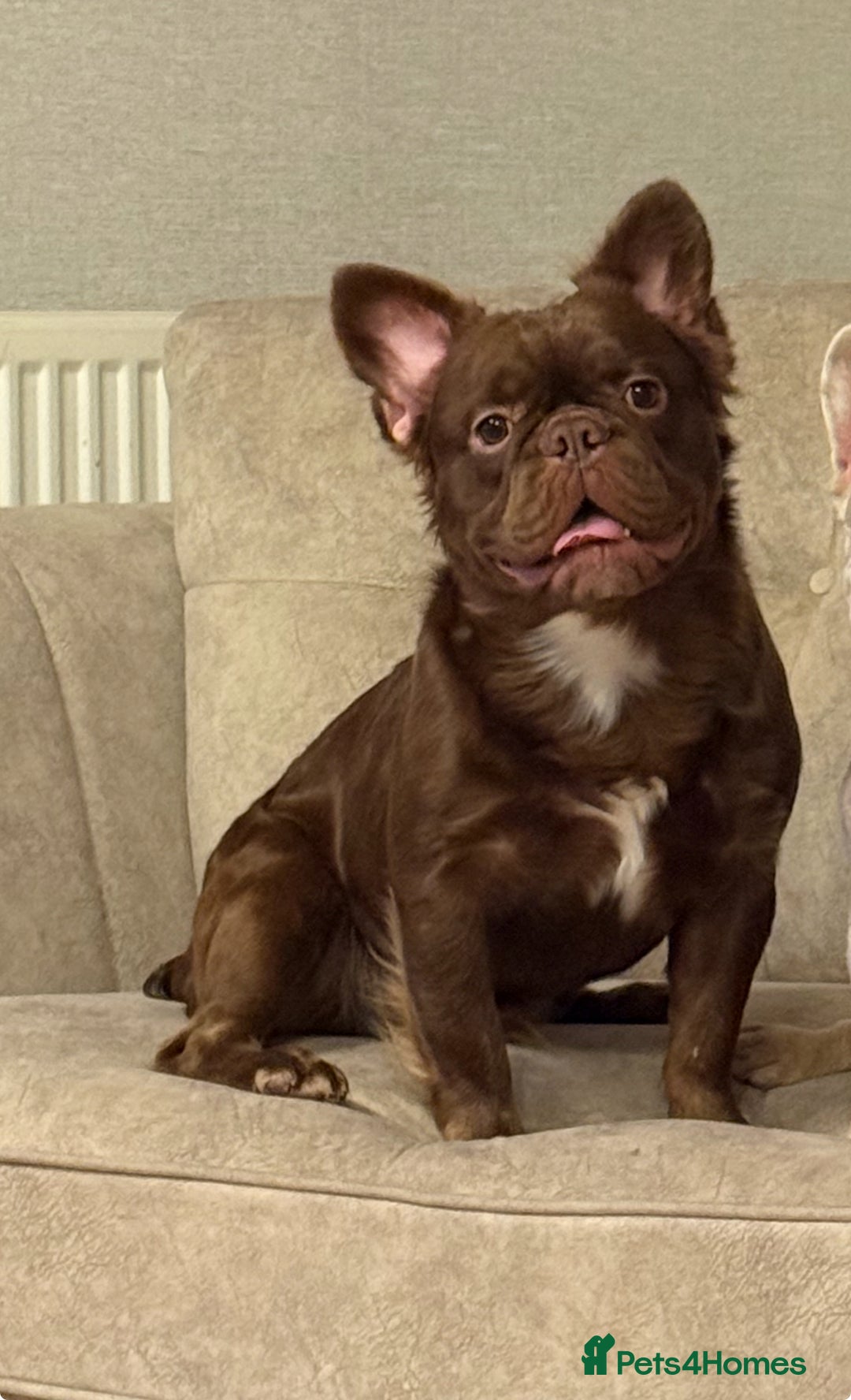 French Bulldog dogs for sale: Fluffy Rojo French Bulldog - Advert 2