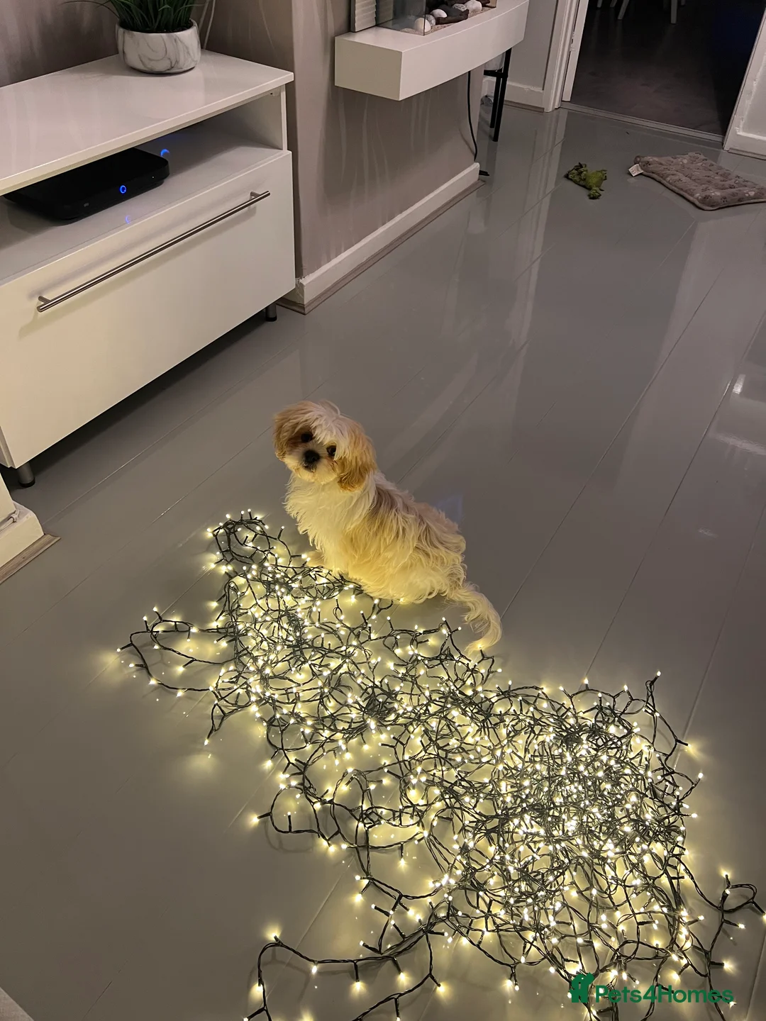 Malshi dogs for sale: Beautiful Malshi needs new home - Advert 4