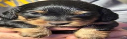 Miniature Dachshund dogs for sale: **Mini Dachshunds KC Long Haired** in Bradford - Advert 4