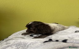 Cocker Spaniel dogs for sale: KC Show Chocolate Roan Boy! - ready 5th October!! - Image 24