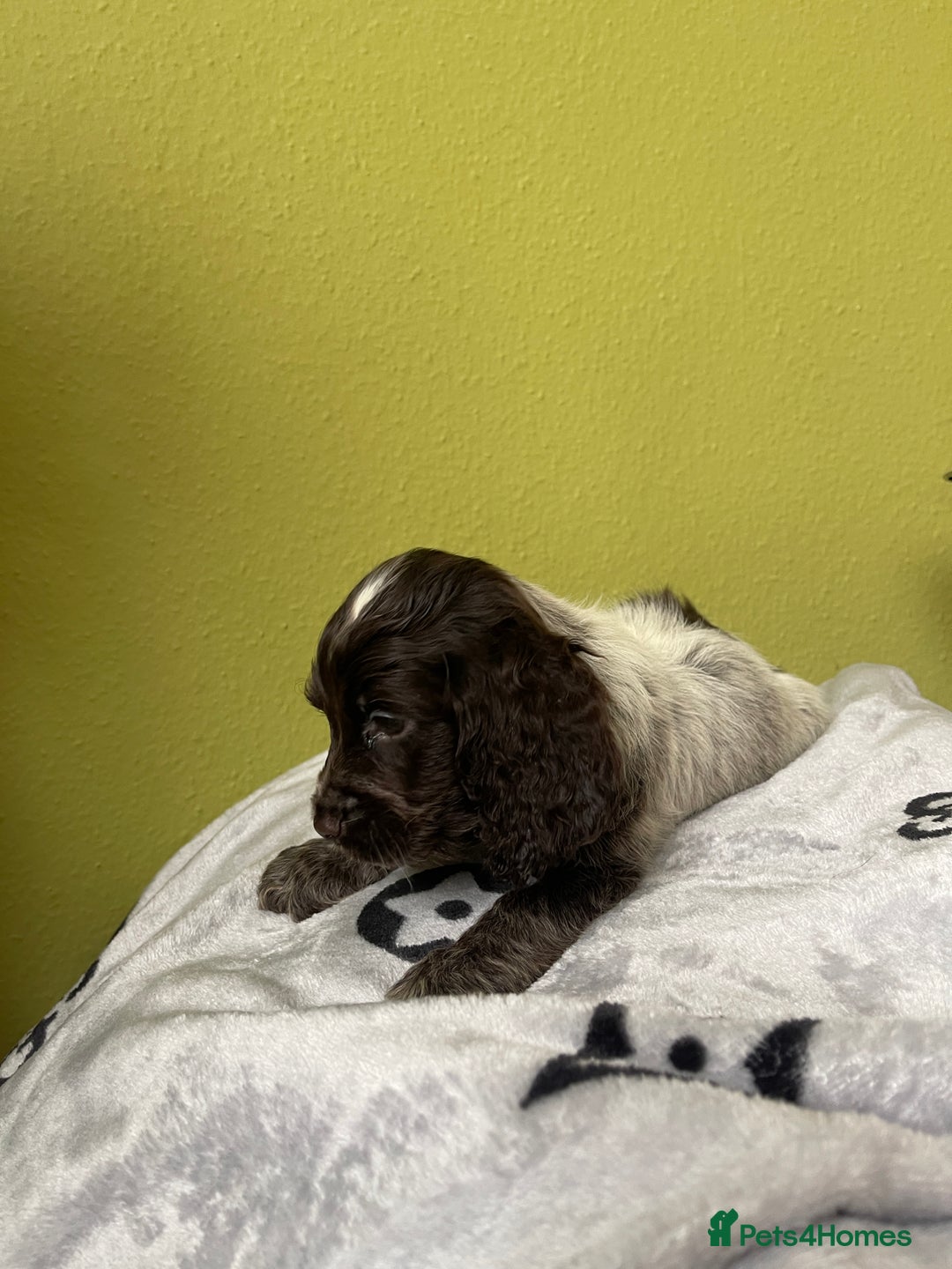 Cocker Spaniel dogs for sale: KC Show Chocolate Roan Boy! - ready 5th October!! - Image 24