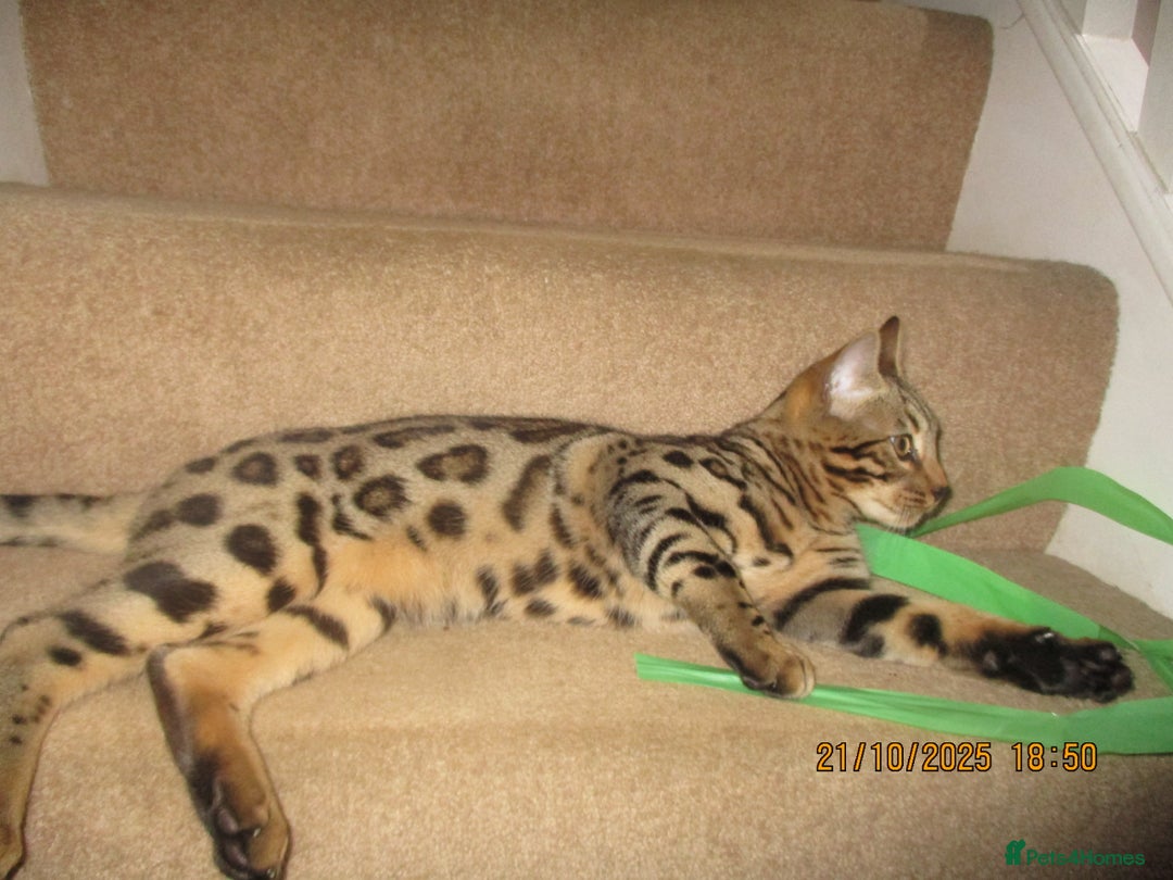 Bengal cats for sale: pedigree male bengals - Advert 17