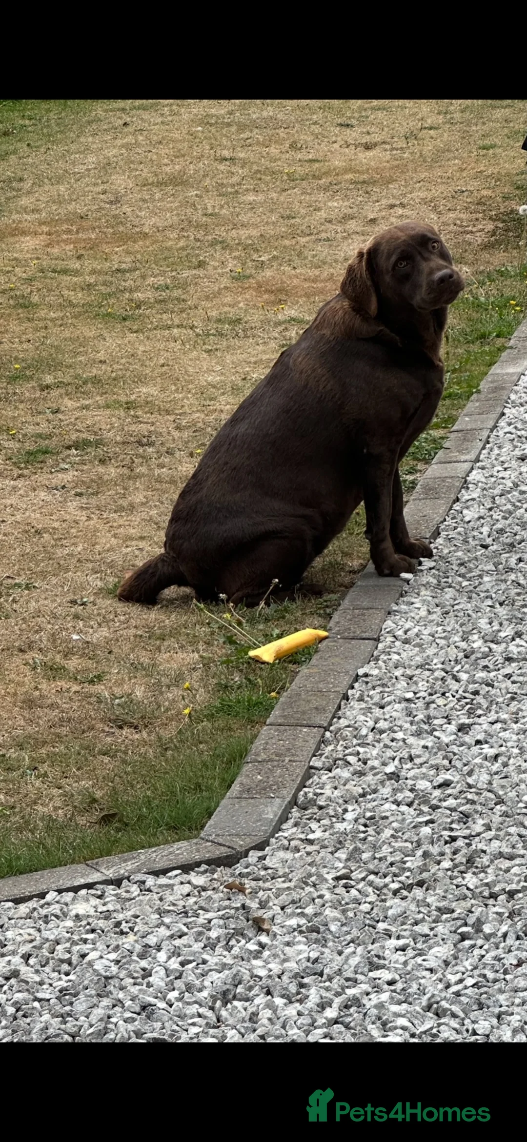 Labrador Retriever dogs for sale: Chocolate Labrador Girl  - Advert 2