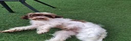 Cockapoo dogs for sale: ** Adorable Female Cockapoo** in Cannock - Advert 11