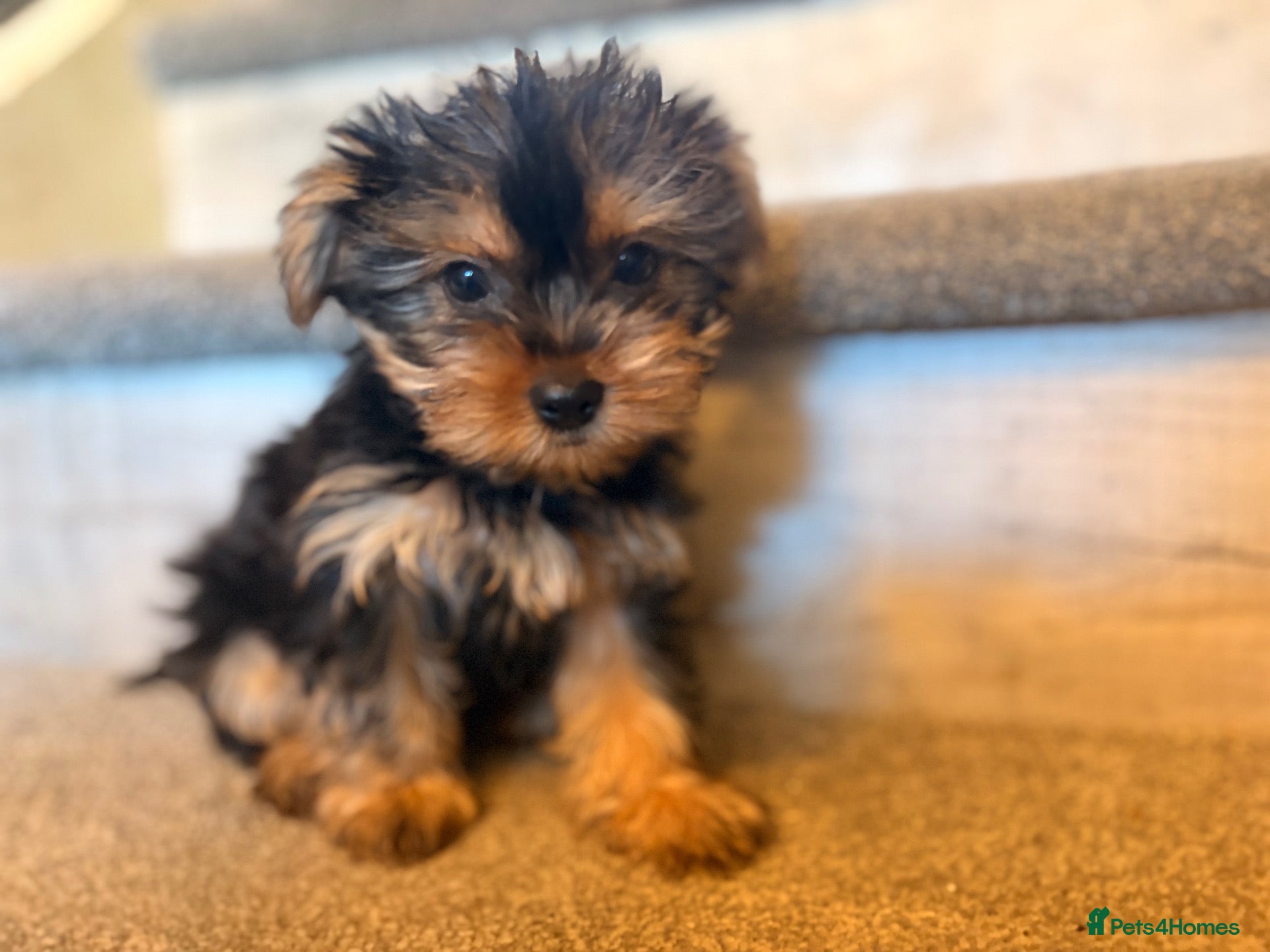 Yorkshire Terrier dogs Yorkshire Terrier BOY ONLY - Advert 1