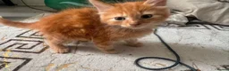 Mixed Breed cats for sale: ginger kittens  - Advert 4