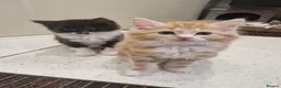 Mixed Breed cats for sale: Kittens   - Advert 7