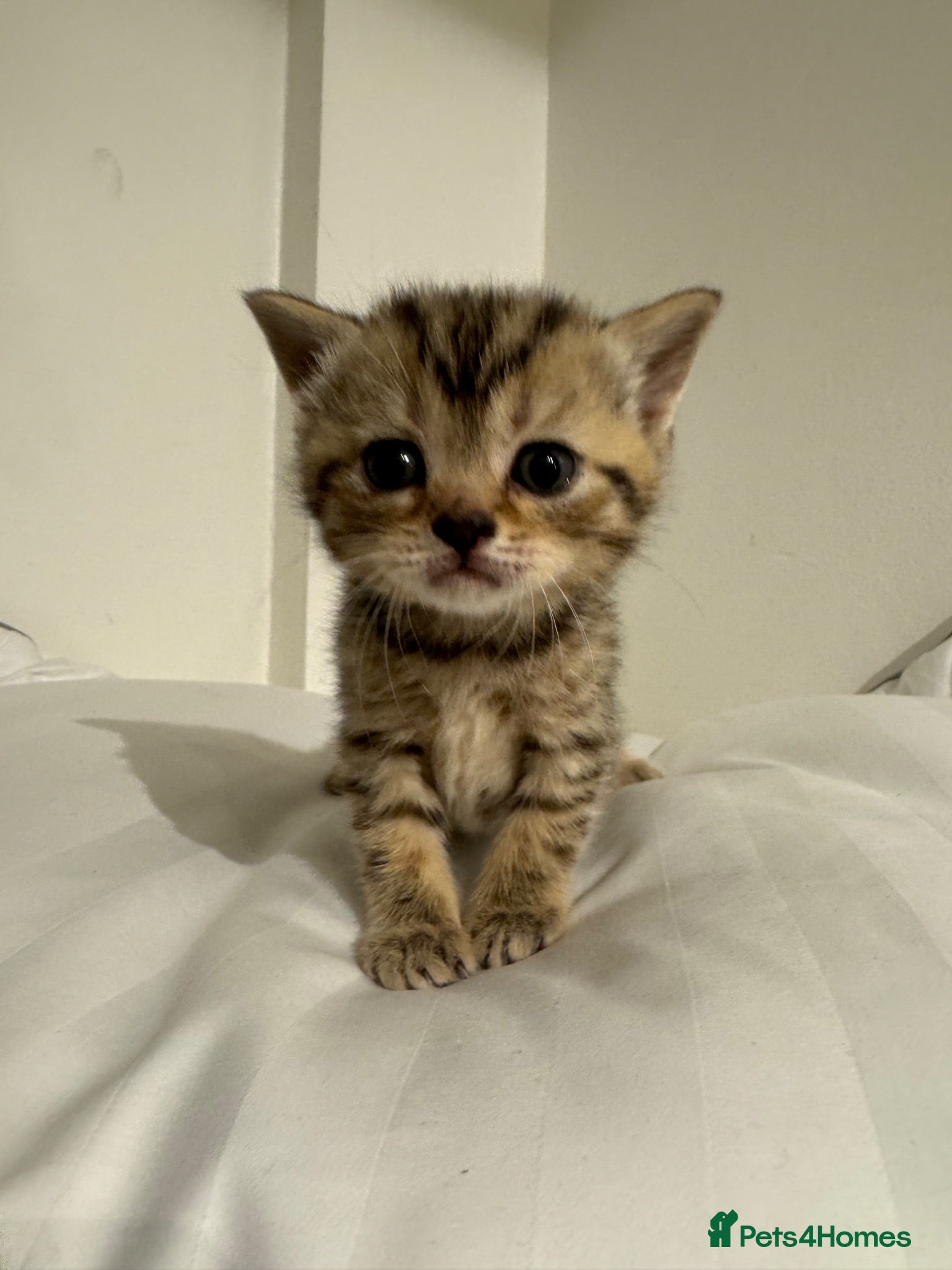 Scottish Fold cats Beautiful Scottish straight  - Advert 1