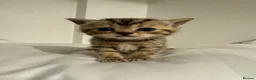 Scottish Fold cats for sale: Beautiful Scottish straight  - Advert 1