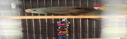 Parakeets birds for sale: Kakarikis ready for homes !  in Stowmarket - Advert 4