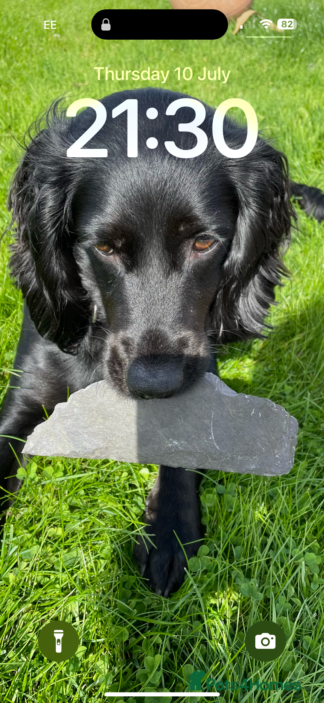 Cocker Spaniel dogs for sale: 2 Black and White Cocker Spaniel Pups - Advert 1