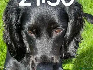 Cocker Spaniel dogs 2 Black and White Cocker Spaniel Pups - Advert 16