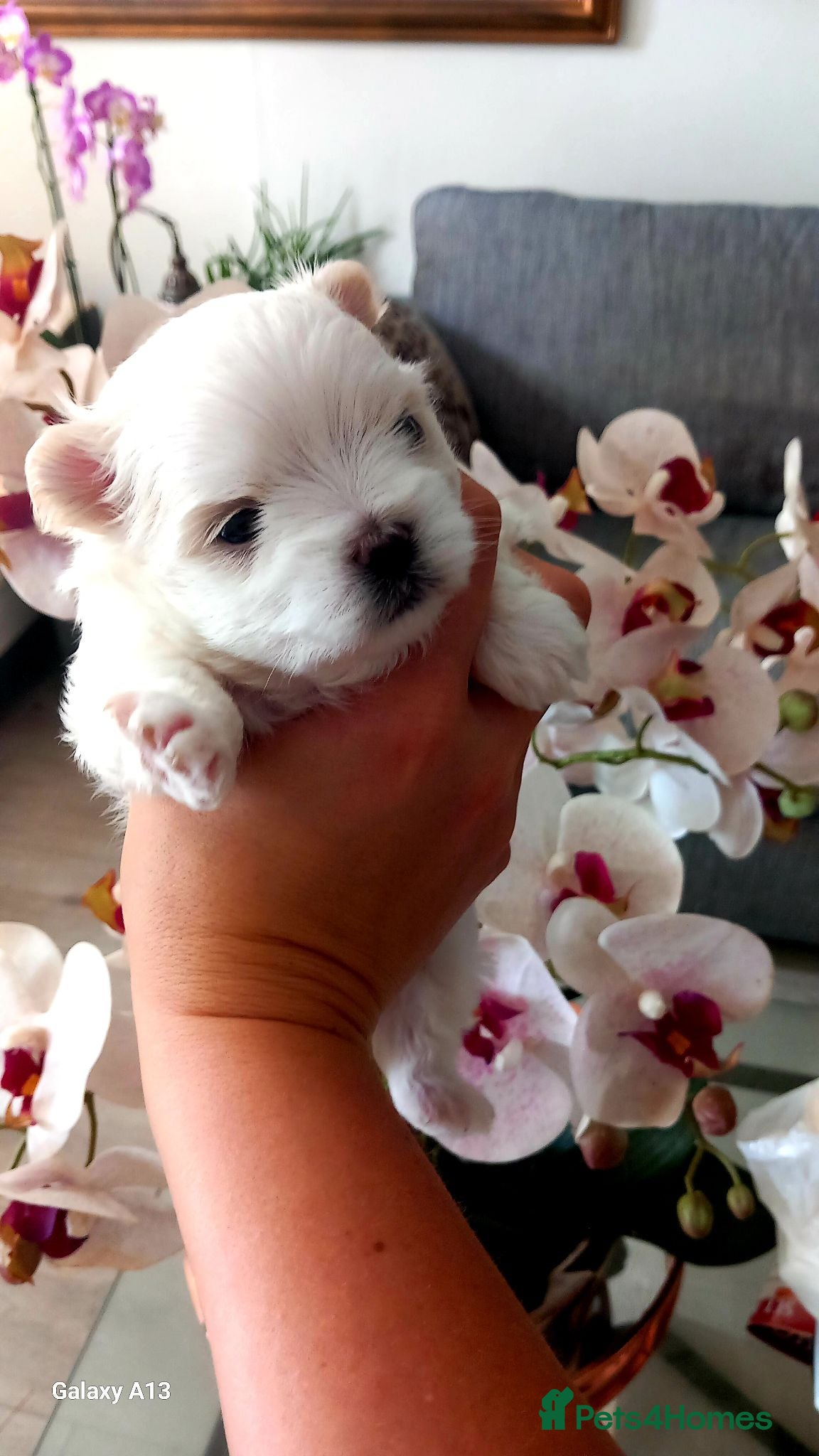 Maltese dogs 3 little girls  - Advert 2