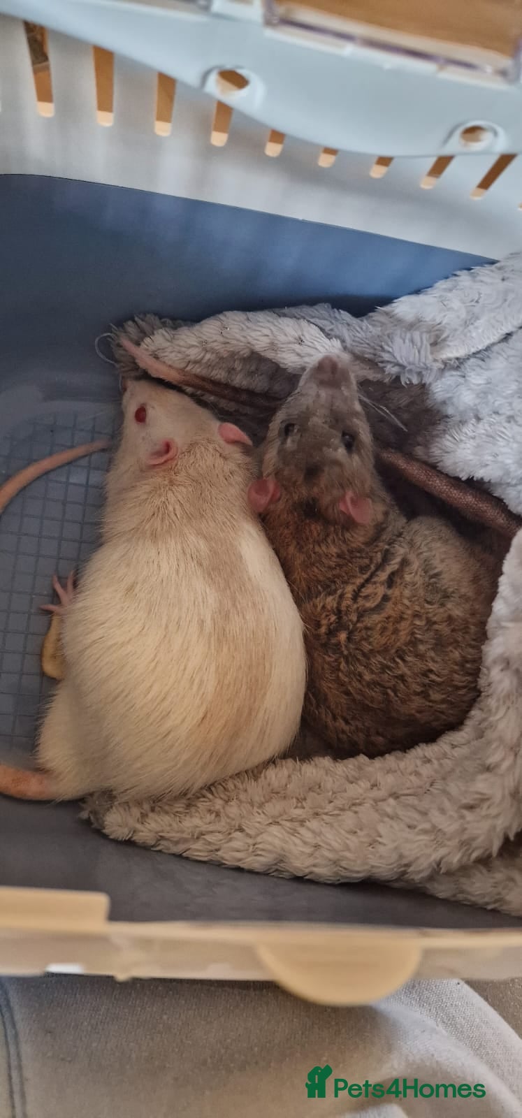 Rat rodents 2 male rats with cage  - Advert 1