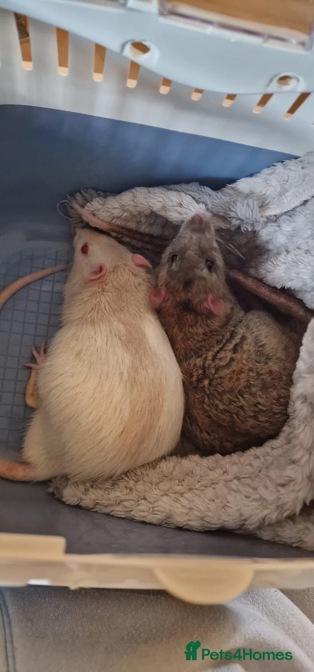 Rat rodents for sale: 2 male rats with cage  in Wolverhampton - Advert 1