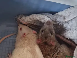 Rat rodents 2 male rats with cage - Advert 1