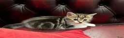 American Shorthair cats for sale: 3 Little Tabbies Looking for Their Forever Homes! - Advert 23