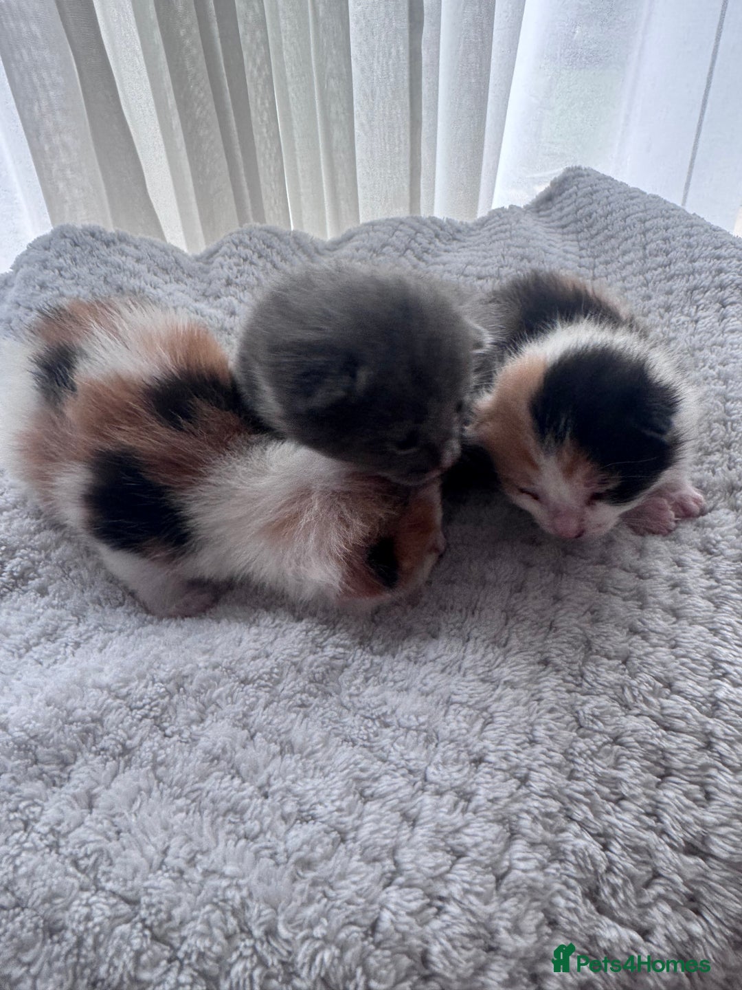American Shorthair cats for sale: 1 grey male and 2 female for sale  - Advert 10