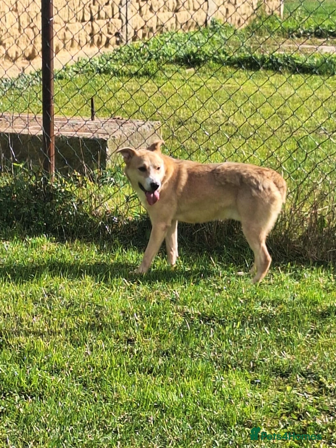 Mixed Breed dogs for adoption: Timid Barney looking for his perfect home!  - Advert 9