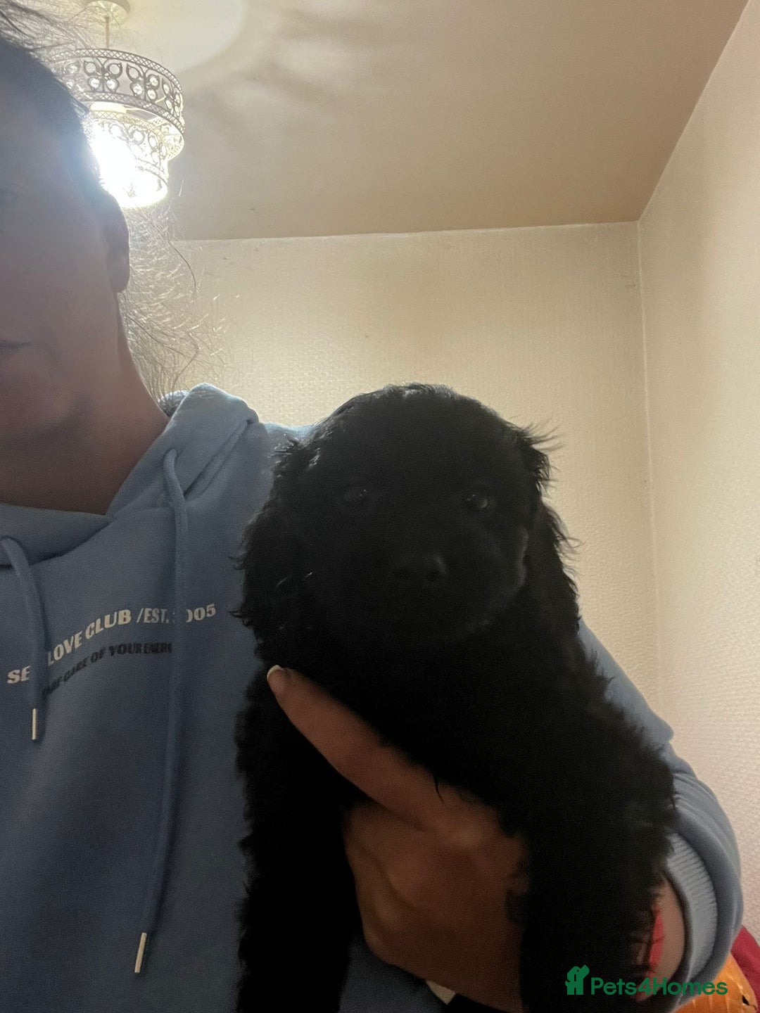 Cockapoo dogs for sale: 2 black stunning girls cockerpoos - Advert 17