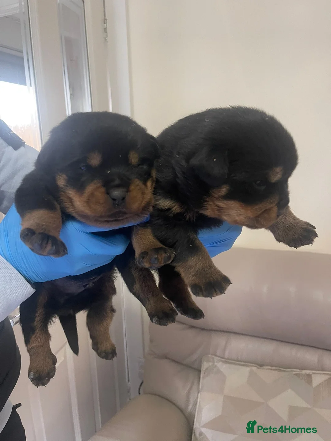 Rottweiler dogs for sale: Quality KC registered Rottweiler Puppies  - Advert 5